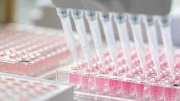 Pipettes being used in a microplate.